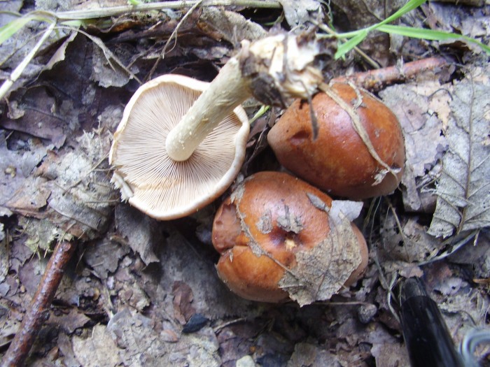 Ry jaune  3 sept 2010 P9032022.JPG