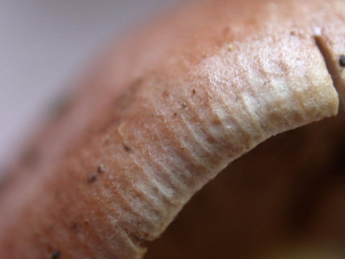 RY JAUNE 3 Sept 2010 019.jpg