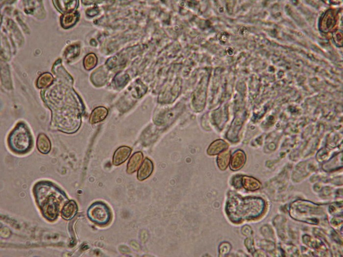 RY JAUNE 3 Sept 2010 002.jpg