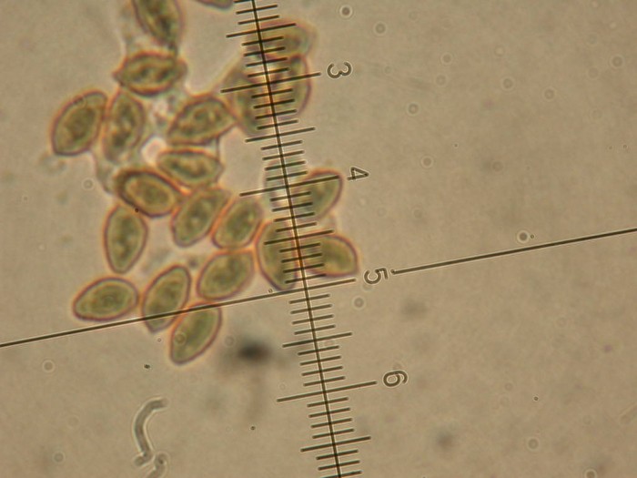 RY JAUNE 3 Sept 2010 011.jpg