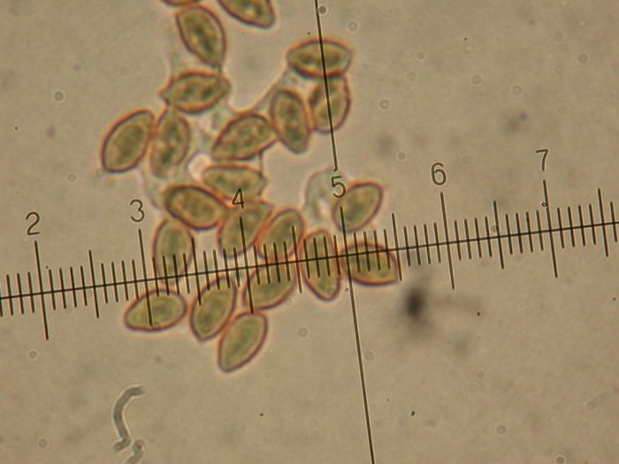 RY JAUNE 3 Sept 2010 012.jpg