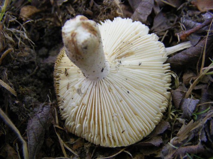 Russule blanche 1.JPG