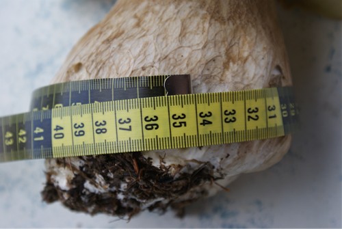 Tour de taille de l'obèse : 34 cm !