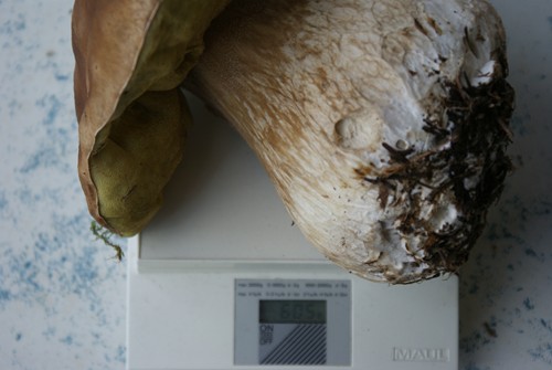 poids du monstre : 606 grammes !