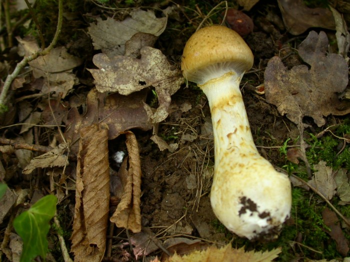 Cortinarius olidus (1).JPG