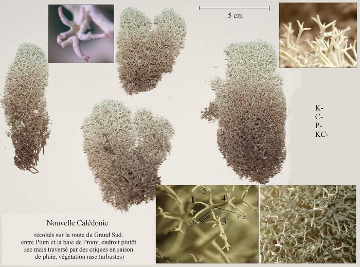 Cladonia stellaris.jpg