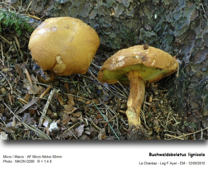 B_lignicola-100911-MC.jpg