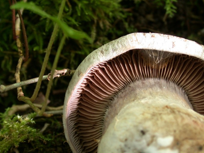 Cortinarius sp2 (2).JPG