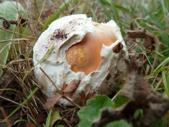 oh le bel oeuf