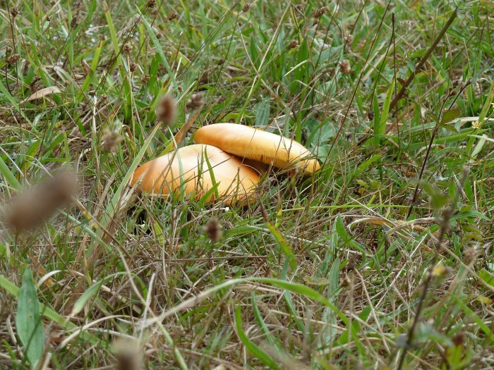 P1000238_.JPG