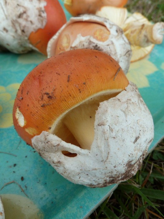 P1000263__.jpg
