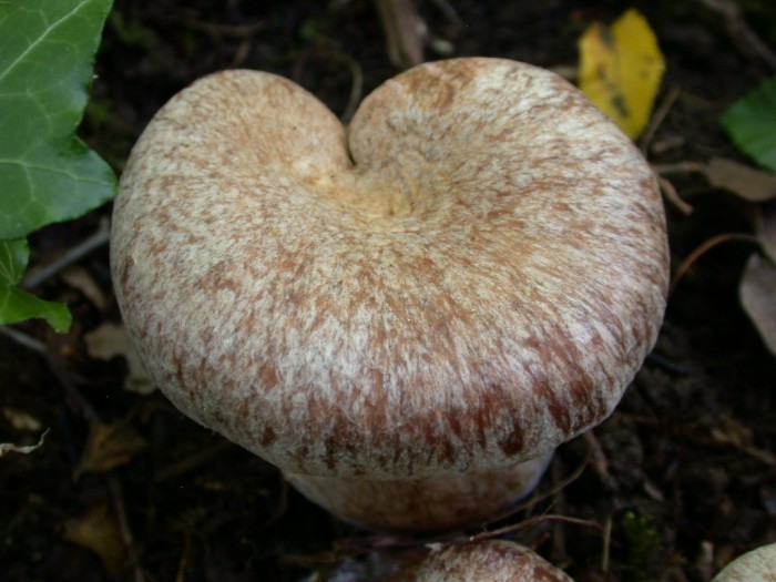 C10  Petigny  11 Sept 2010 1709.jpg