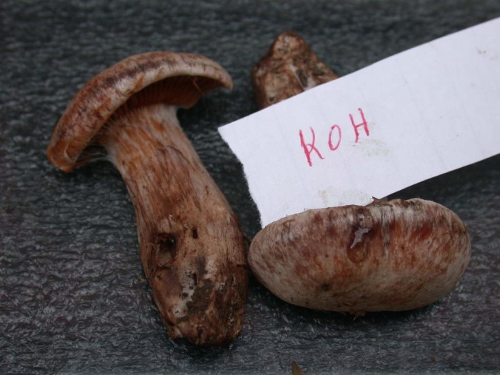 Cortinarius    Petigny  11 Sept 2010 039.jpg