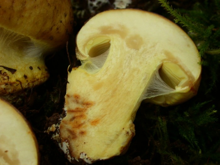 C9  Petigny  11 Sept 2010 1694.jpg