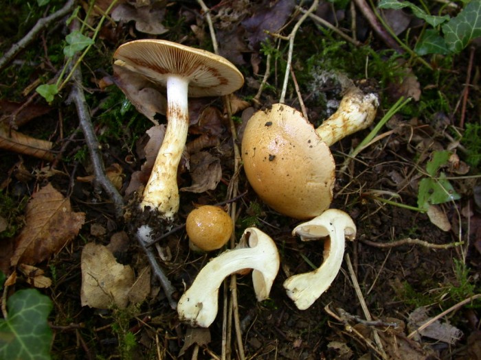 C6 xxx  Petigny  11 Sept 2010 1599.jpg