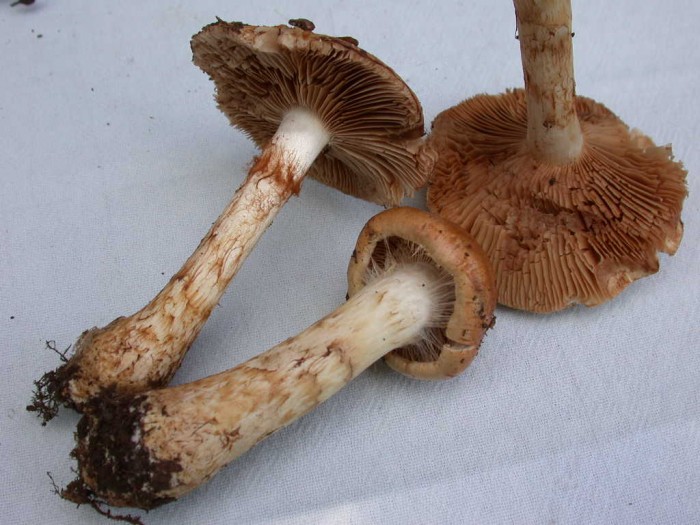 Cortinarius    Petigny  11 Sept 2010 165.jpg