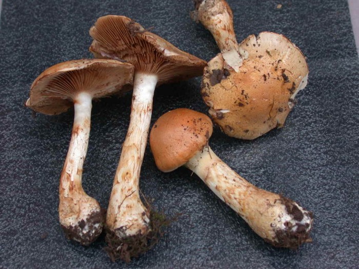 Cortinarius    Petigny  11 Sept 2010 162.jpg