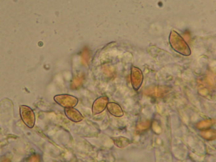 Cortinarius olidus C6 xxx   Petigny  11 Sept 2010 007.jpg