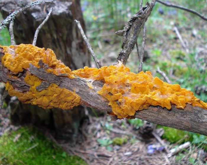 Champignon 1.jpg