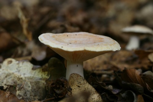 071013_lactarius_chrysorrheus_5.JPG