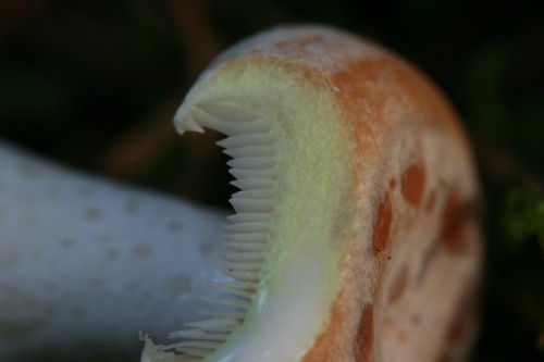 071013_lactarius_chrysorrheus_4.JPG