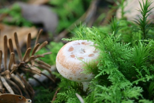 071013_lactarius_chrysorrheus_1.JPG