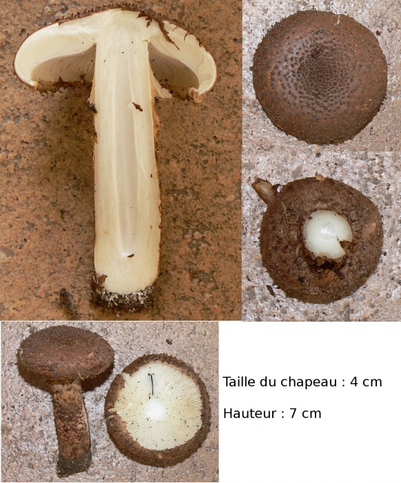 lépiote.jpg