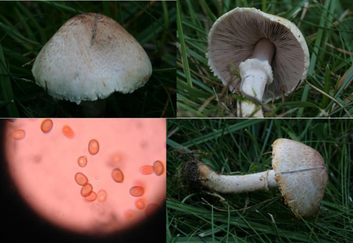 Agaricus sp.JPG
