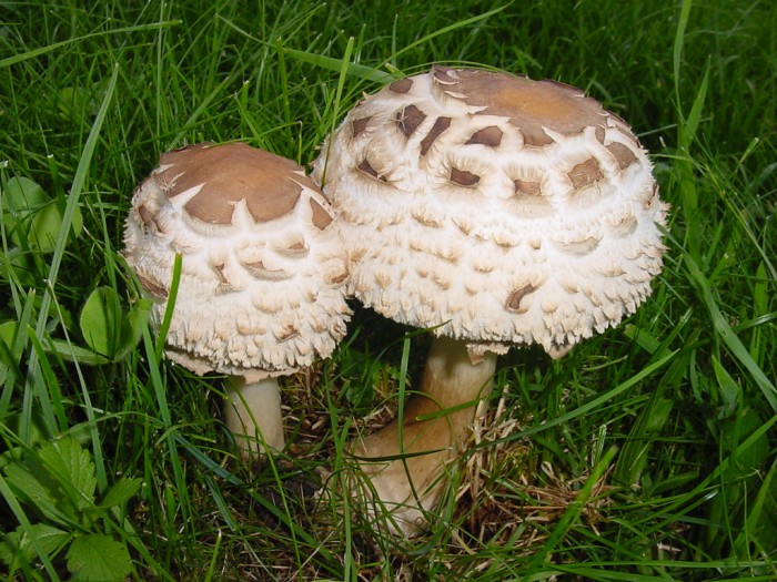 macrolepiota rhacodes var. hortensis.JPG