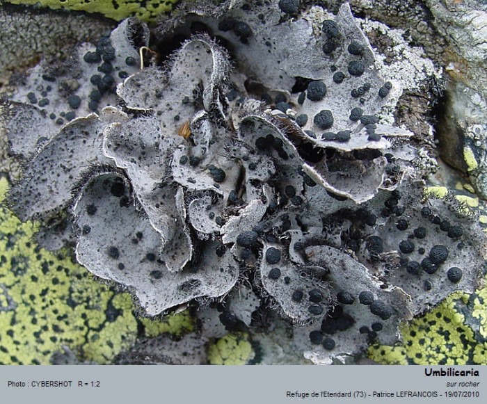 umbilicaria.jpg