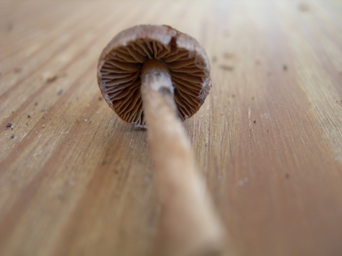DSCN7820.jpg