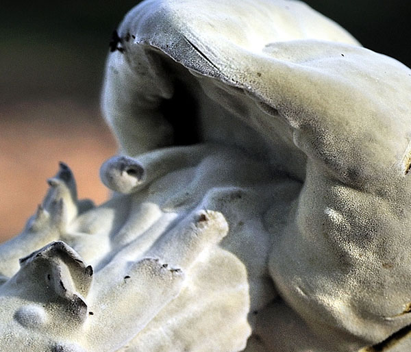 Champignon 019.jpg