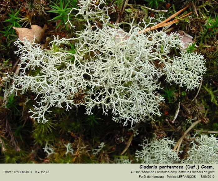 cladonia_portentosa_duf_coem.jpg