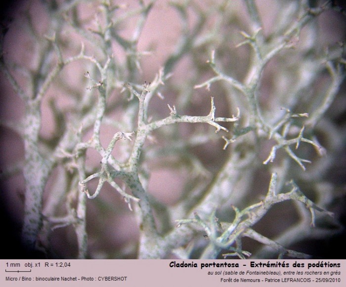 cladonia_portentosa_extremites_des_podetions.jpg