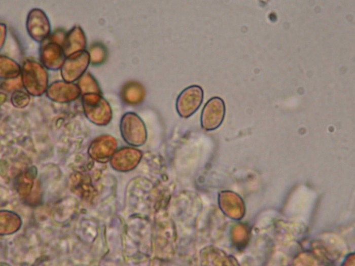 Cortinarius xxx tigré    Petigny  11 Sept 2010 016.jpg