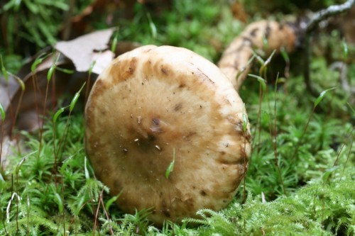070831_hebeloma_radicosum_5.JPG