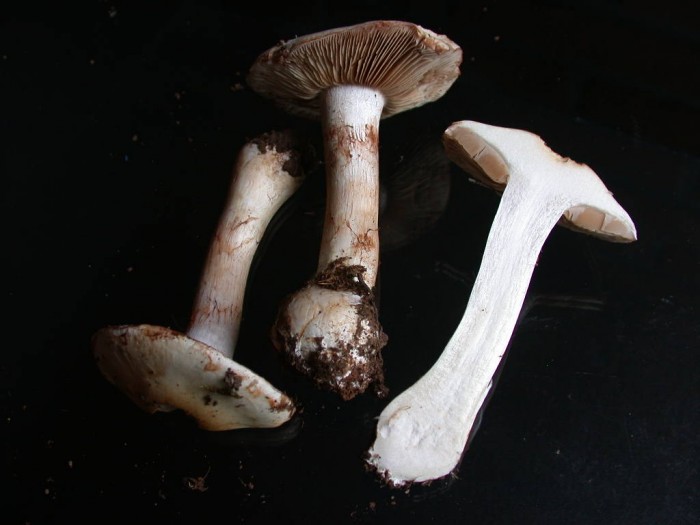 Cortinarius  xxx  OMEZEE 24  Sept 2010 057.jpg
