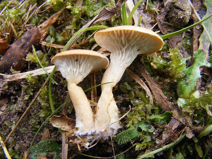 Leptoteae 1.JPG