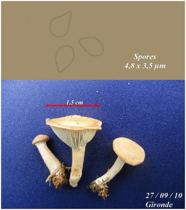 Leptoteae 4.JPG