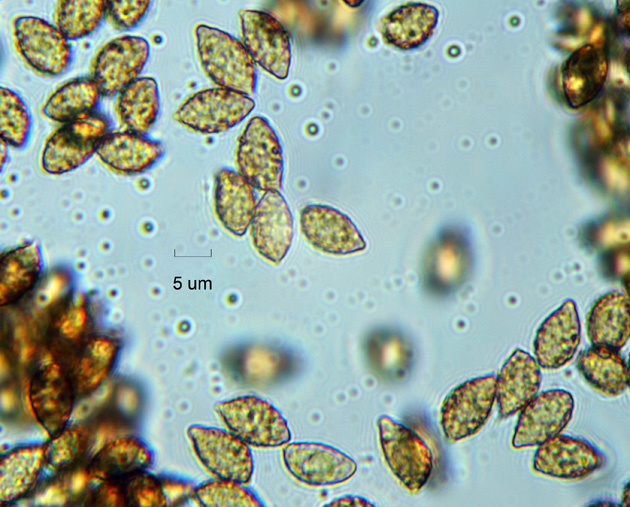 Spores limoniformes, type arcuatorum.