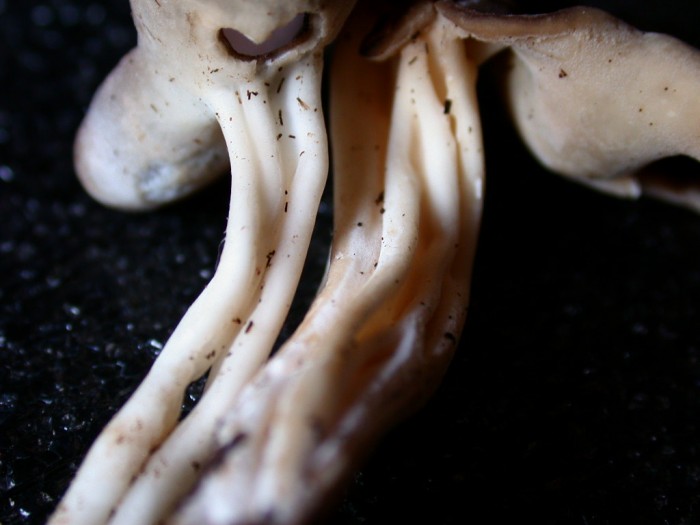 Helvella queletii