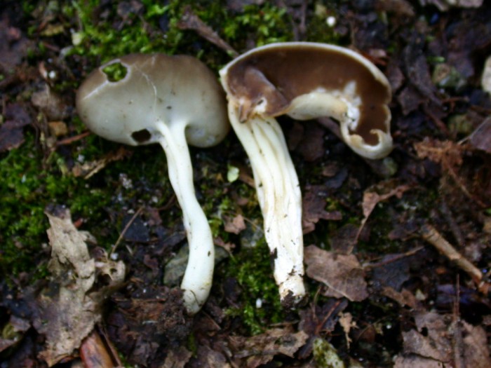Helvella queletii
