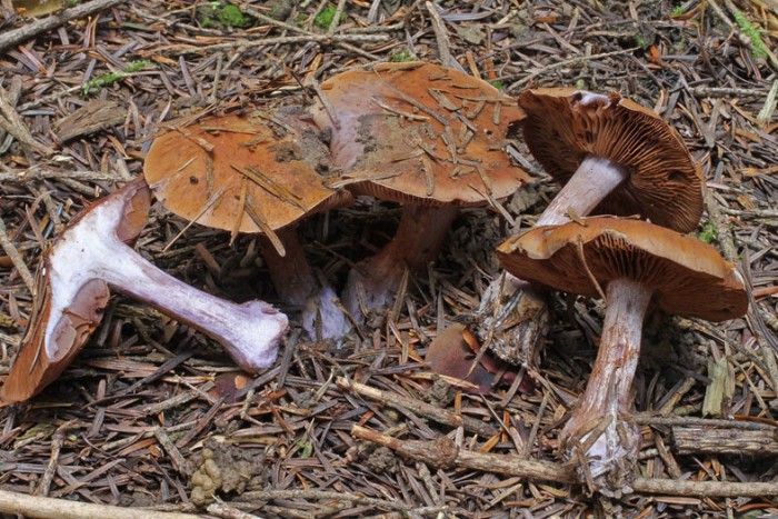 IMG011003.jpg