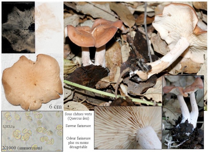Rhodocybe gemina var. mauretanica ou var. subvermicularis.jpg