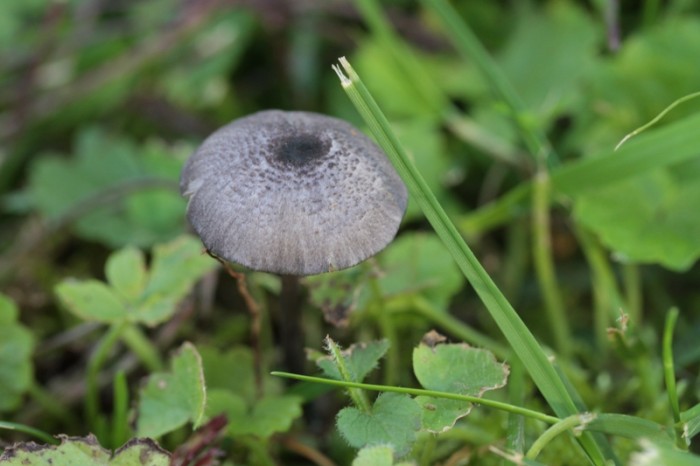 Copie de _MG_1069.JPG
