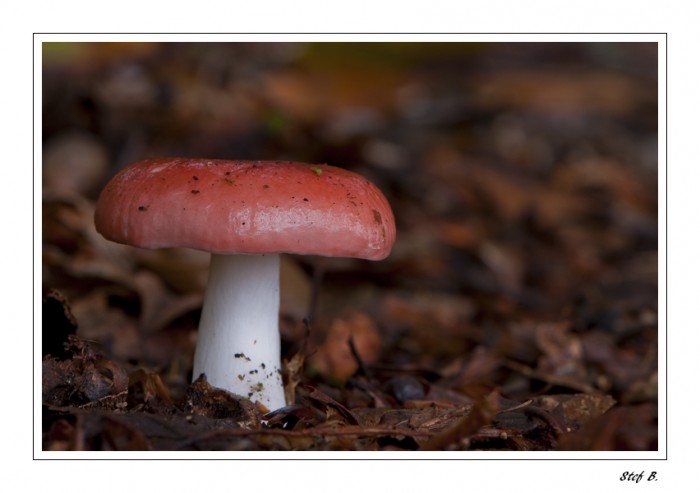 champignon_2010_093-border.jpg