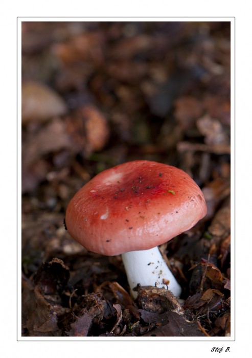 champignon_2010_095-border.jpg