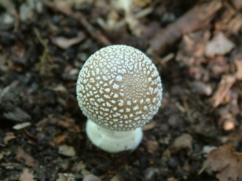 DSCF0008.jpg