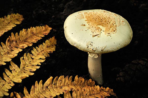 Amanite 04.jpg