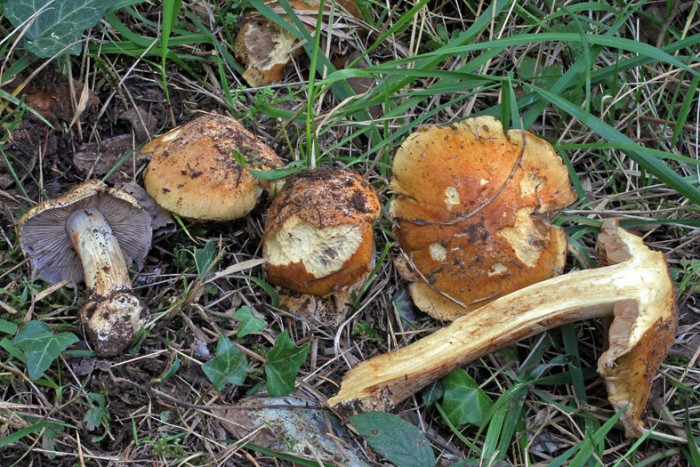 Photo in situ.